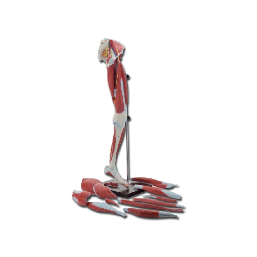 KĀJAS MUSKUĻI - 13 DAĻAS